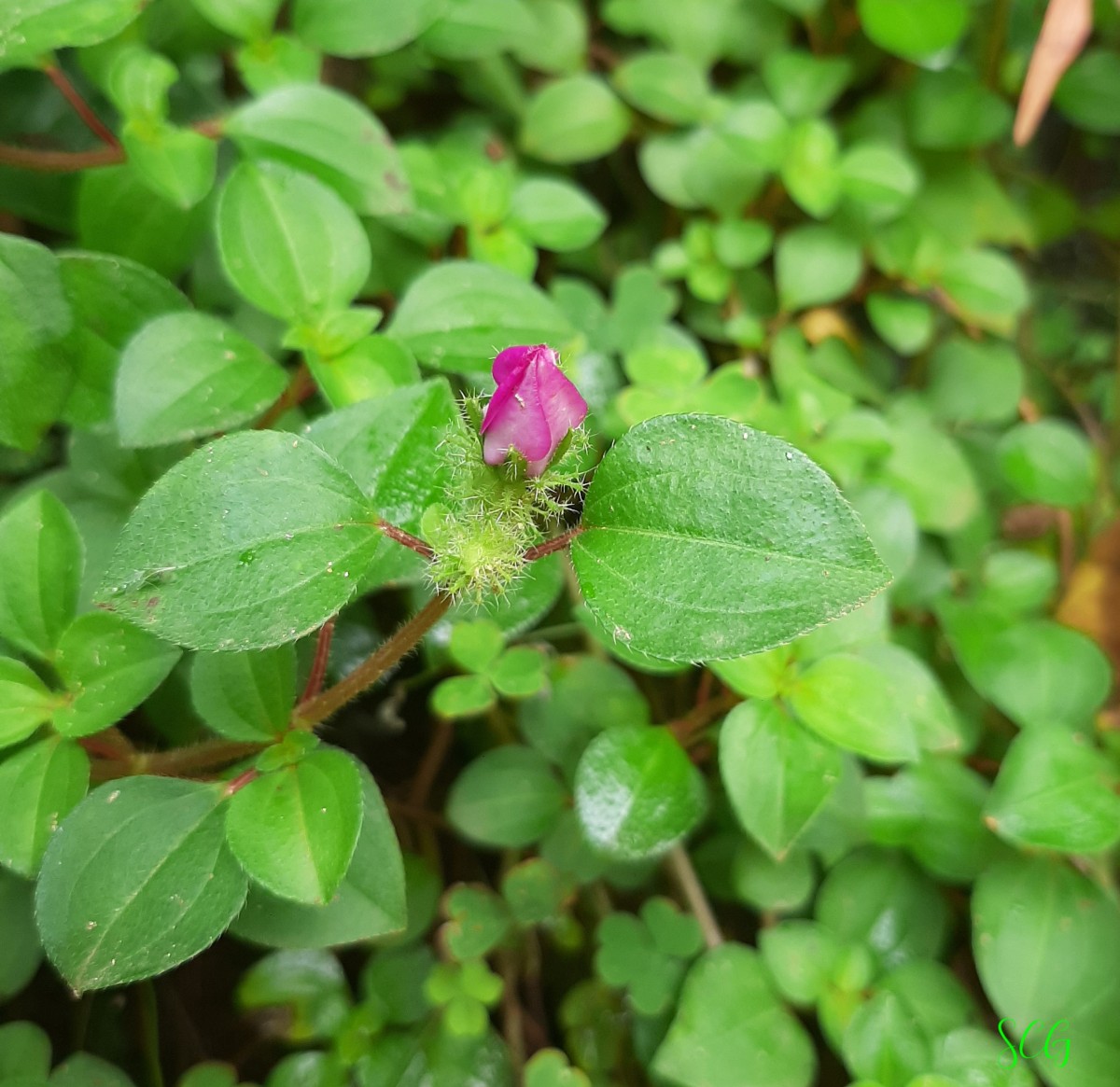 Heterotis rotundifolia (Sm.) Jacq.-Fél.